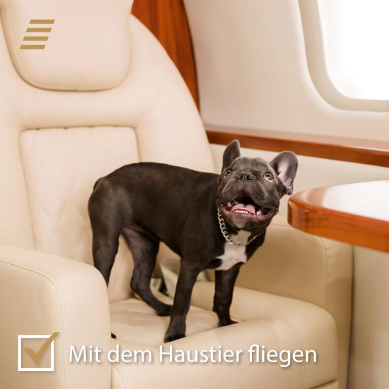 Reisen mit dem Hund